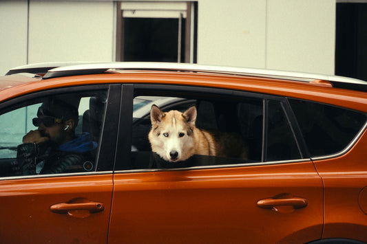 Safe Travels for Your Pet: Tips for Driving Your Furry Friend